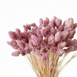 Suszone kwiaty Ozdoba na tort Suszki PHALARIS liliowy 25 gałązek