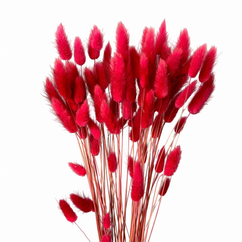 Suszone kwiaty Ozdoba na tort Suszki LAGURUS czerwony magenta 35 gałązek