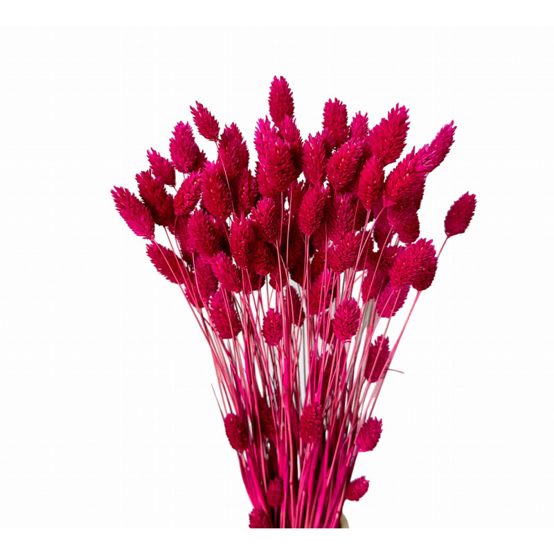 Dried flowers Cake decoration Dried PHALARIS fuchsia 25 twigs