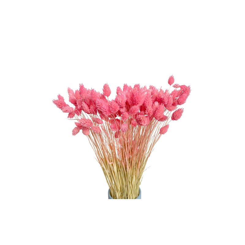 Getrocknete Blumen Tinsel Tortendekoration PHALARIS rosa 25