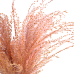 Dried flowers Cake decoration Tins LAGURUS light purple 35 sprigs