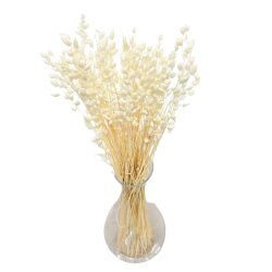 Getrocknete Blumen Kuchendekoration Dosen PHALARIS lime 25 Zweige