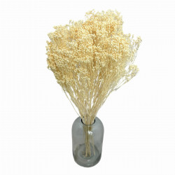 Getrocknete Blumen Kuchendekoration Dosen PHALARIS lime 25 Zweige