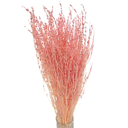 Getrocknete Blumen Kuchendekoration Dosen PHALARIS lime 25 Zweige