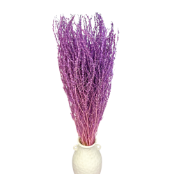 Getrocknete Blumen Kuchendekoration Dosen PHALARIS lime 25