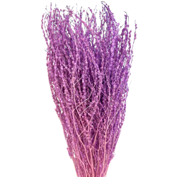 Getrocknete Blumen Kuchendekoration Dosen PHALARIS lime 25