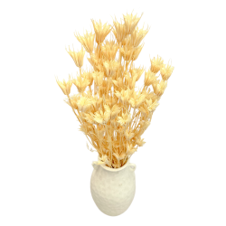 Getrocknete Blumen Kuchendekoration Dosen PHALARIS lime 25 Zweige