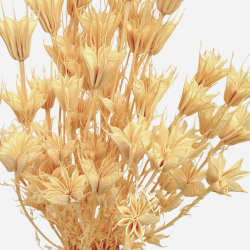 Getrocknete Blumen Kuchendekoration Dosen PHALARIS lime 25 Zweige