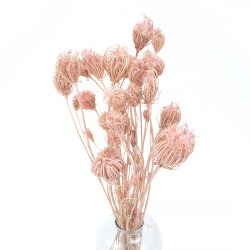 Getrocknete Blumen Kuchendekoration Dosen PHALARIS lime 25