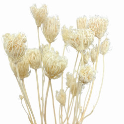 Getrocknete Blumen Kuchendekoration Dosen PHALARIS lime 25 Zweige
