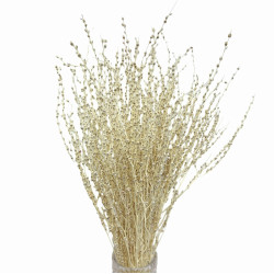 Getrocknete Blumen Kuchendekoration Dosen PHALARIS lime 25