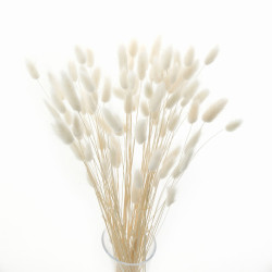 Suszone kwiaty Ozdoba na tort Suszki Lagurus bielony 20 gałązek