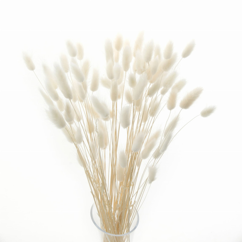 Suszone kwiaty Ozdoba na tort Suszki Lagurus bielony 20 gałązek