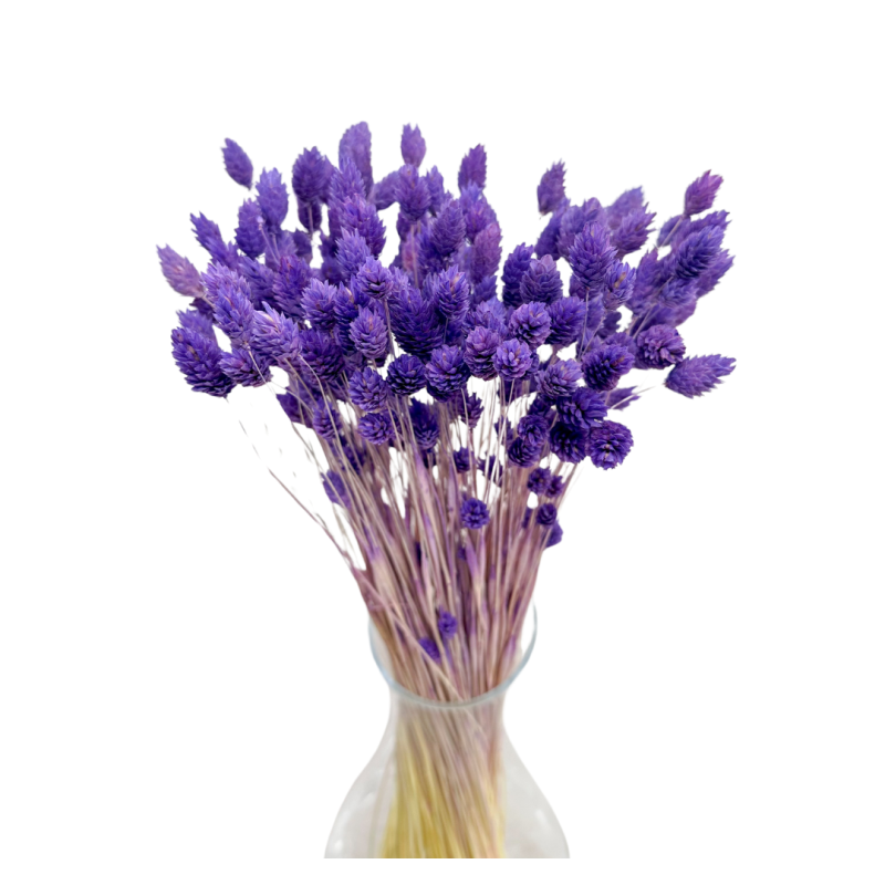 Dried flowers Cake decoration Dried flowers PHALARIS purple 25 twigs