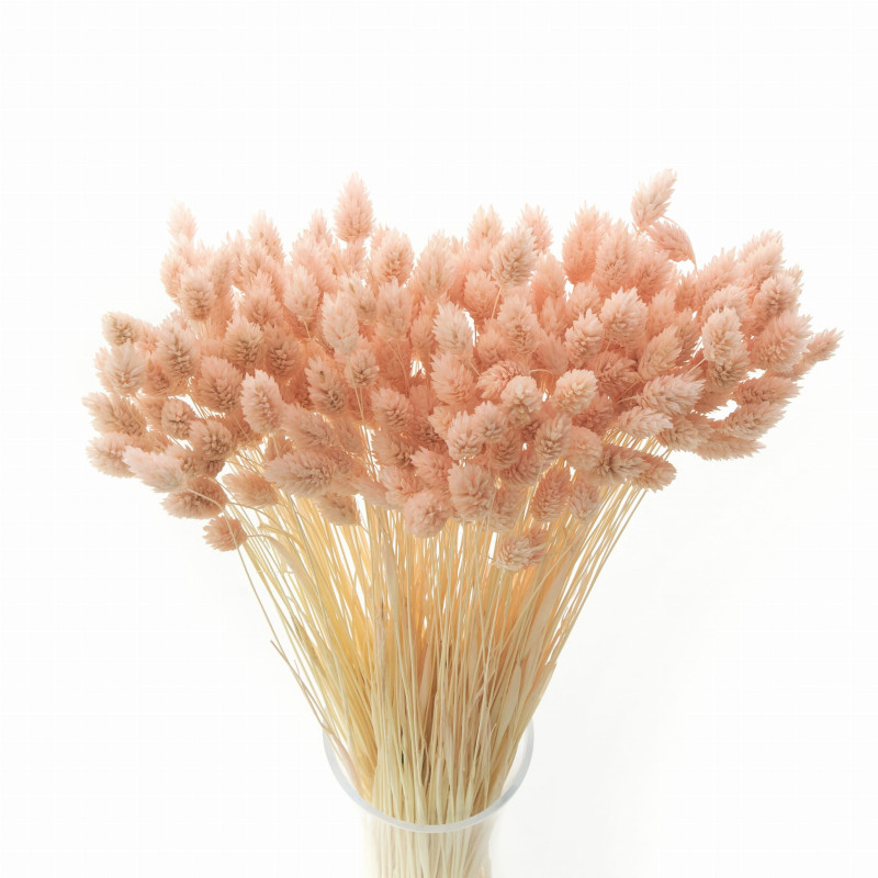 Suszone kwiaty Ozdoba na tort Suszki Phalaris jasnoróżowy 25 gałązek