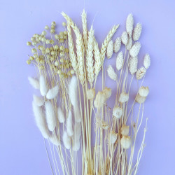 Getrocknete Blumen Tortendekoration Lametta PHALARIS gebleicht Getrocknete Blumen Tortendekoration Lametta PHALARIS gebleicht