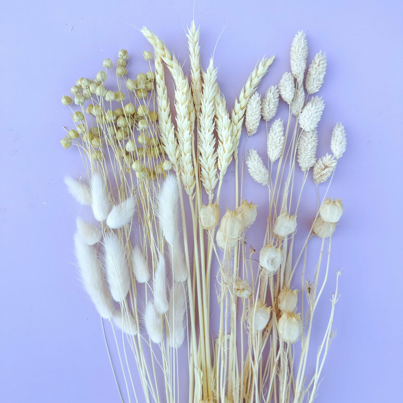 Suszone kwiaty Ozdoba na tort Suszki Phalaris bielony 25 gałązek