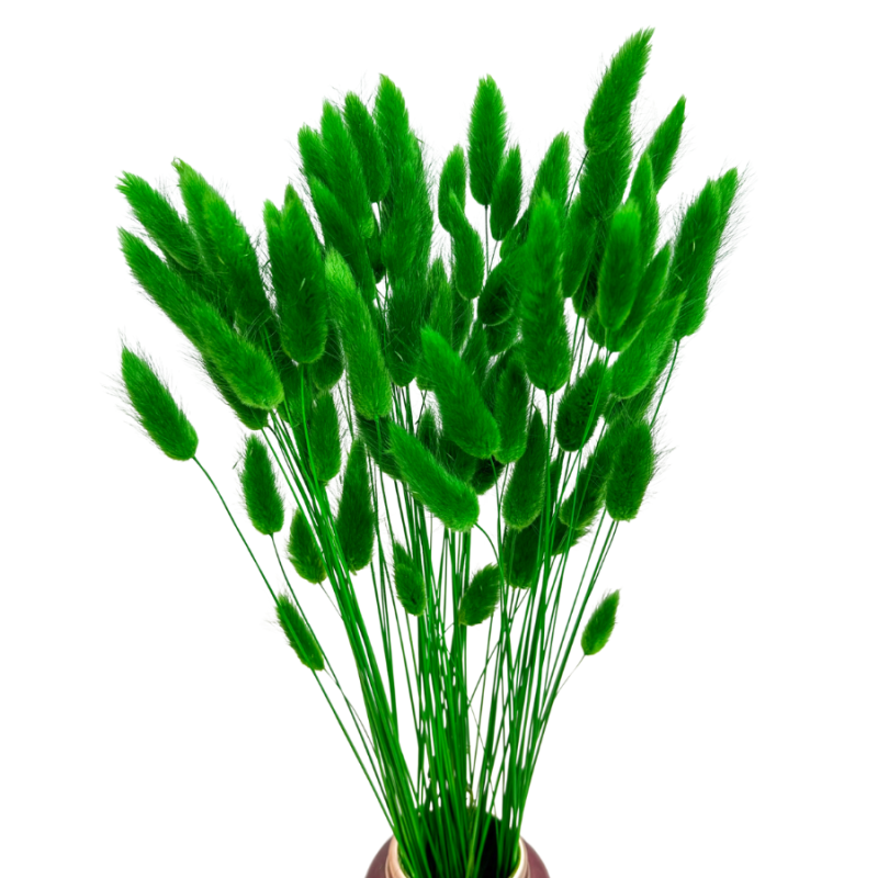 Dried flowers Cake decoration Dried LAGURUS dark green 20 branches