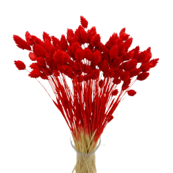 Dried flowers Cake decoration Dried flowers PHALARIS red 25 branches