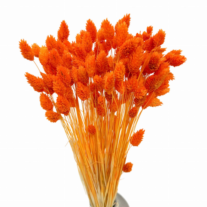 Getrocknete Blumen Kuchendekoration Dosen PHALARIS orange 25 Zweige