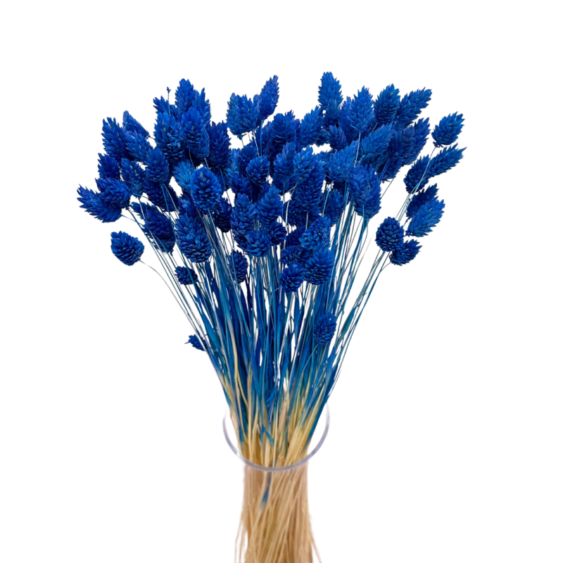 Getrocknete Blumen Kuchendekoration Dosen PHALARIS navy blau 25 Zweige