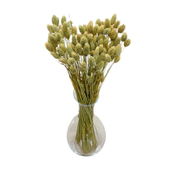 Getrocknete Blumen Kuchendekoration Dosen PHALARIS natürlich 25