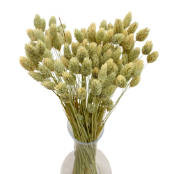 Getrocknete Blumen Kuchendekoration Dosen PHALARIS natürlich 25