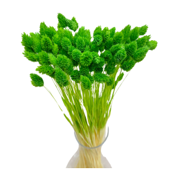 Suszone kwiaty Ozdoba na tort Suszki Phalaris zielony 25 gałązek