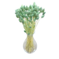 Suszone kwiaty Ozdoba na tort Suszki PHALARIS miętowy 25 gałązek