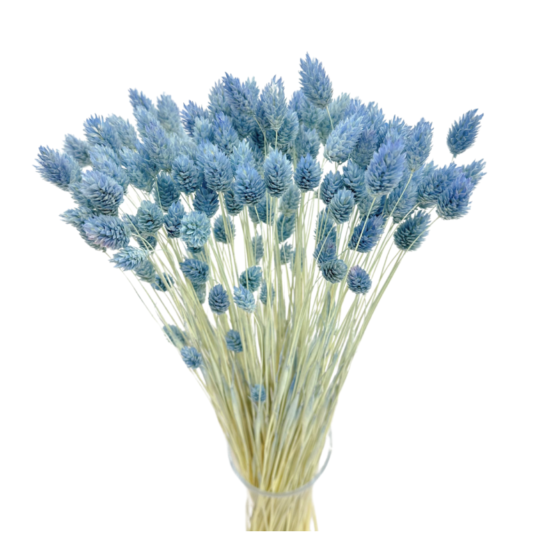 Getrocknete Blumen Kuchendekoration Dosen PHALARIS blau denim 25 Zweige