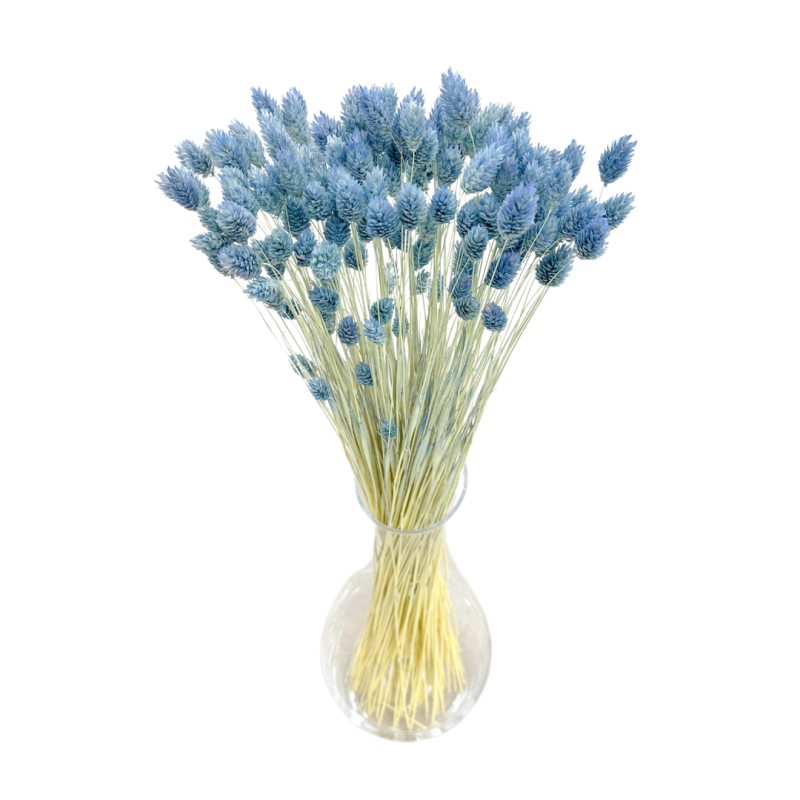 Suszone kwiaty Ozdoba na tort Suszki PHALARIS niebieski denim 25 gałązek
