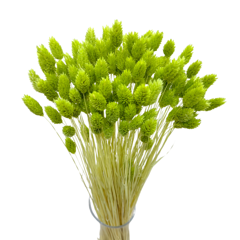 Сухоцвіти Прикраса для торта PHALARIS лайм 25 гілочок