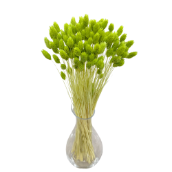 Getrocknete Blumen Kuchendekoration Dosen PHALARIS lime 25 Zweige