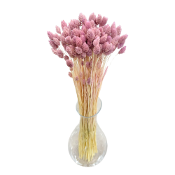 Getrocknete Blumen Kuchendekoration Dosen PHALARIS lime 25 Getrocknete Blumen Kuchendekoration Dosen PHALARIS lime 25