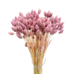 Getrocknete Blumen Kuchendekoration Dosen PHALARIS lime 25