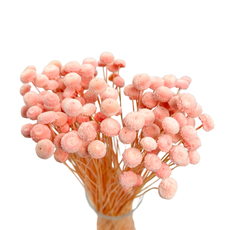 Getrocknete Blumen Tortendekoration Lametta LAGURUS gebleicht 40 Zweige
