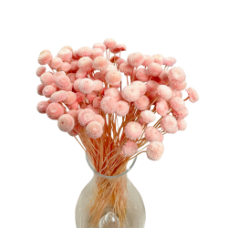 Getrocknete Blumen Tortendekoration Lametta LAGURUS gebleicht 40 Zweige