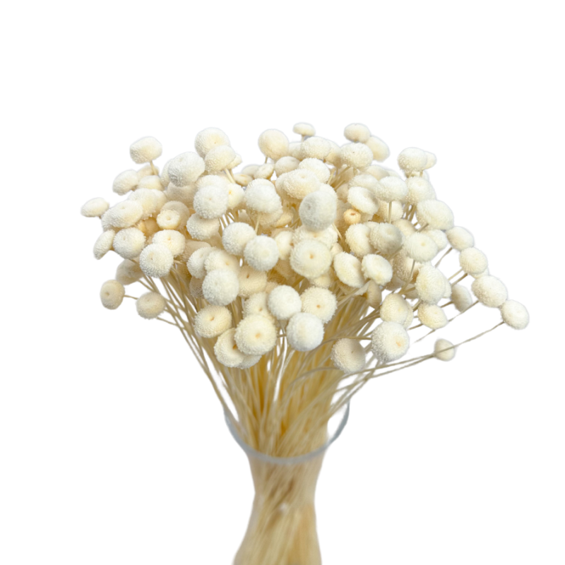 Getrocknete Blumen Tortendekoration Lametta LAGURUS gebleicht 40 Zweige