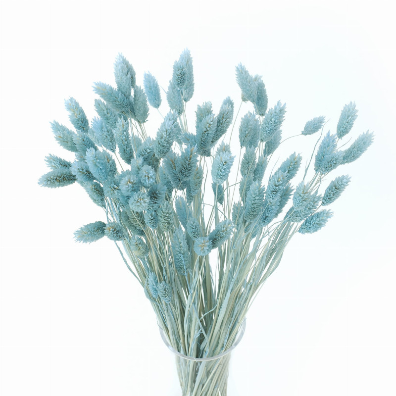 Getrocknete Blumen Kuchendekoration Dosen PHALARIS navy blau 25 Zweige