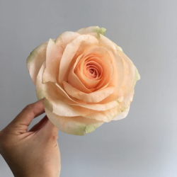 Saracino wafer paper 0,3 mm - 10 sheets A4 Wafer Paper