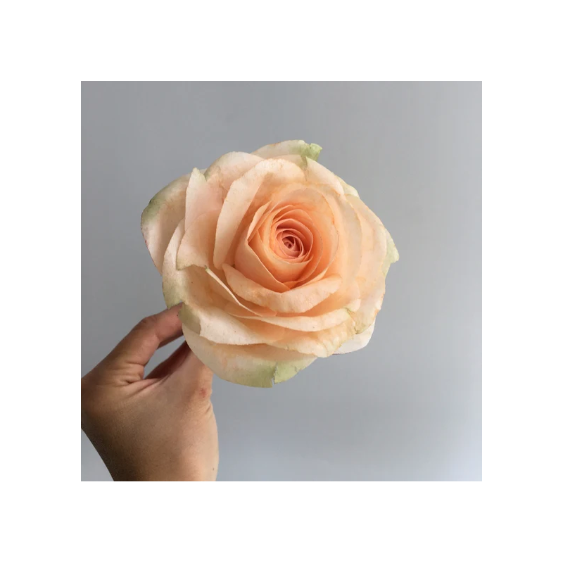 Saracino wafer paper 0,3 mm - 10 sheets A4 Wafer Paper