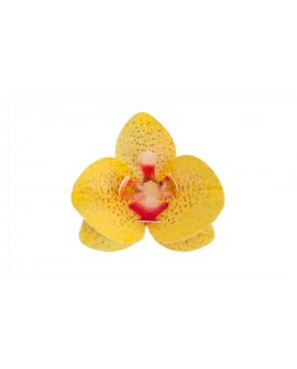 GELBE BLUMEN 10 Stk. Waffeln