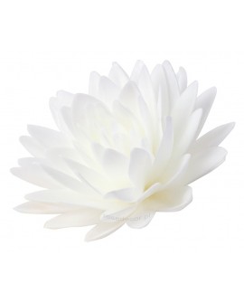 Oblátkový kvet Biela astra 12 cm
